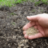 Imagine 2/2 - Amestec de semințe de iarbă Agro-Largo pentru reînnoire 1 kg