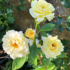 Imagine 2/5 - Florile galbene ale trandafirului Sunny Rose. 