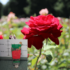 Imagine 3/8 - Floarea roșie, parfumată s trandafirului Beaute. 