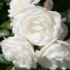 Imagine 1/5 - Trandafir alb cu înflorire abundentă. 