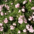 Imagine 4/8 - Trandafirul acoperitor de sol decorează stratul cu flori minunate. 