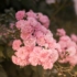 Imagine 6/8 - Trandafir acoperitor de sol roz în timpul înfloririi. 