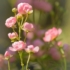 Imagine 3/8 - Trandafirul acoperitor de sol The Fairy decorează cu flori roz. 