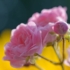 Imagine 5/8 - Inflorescența trandafirului roz. 