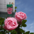 Imagine 6/8 - Trandafirul The Queen decorează cu flori roz. 