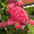 Imagine 1/8 - Trandafirii sunt plante populare în grădinile ornamentale.  