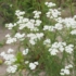 Imagine 2/2 - Achillea millefolium - Coada șoricelului cu flori albe