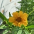 Imagine 4/5 - Floarea galbenă a plantei Coreopsis grandiflora Early Sunrise.