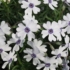 Imagine 2/3 - Flori de Phlox subulata Bavaria de aproape. 