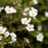 Imagine 2/2 - Flori albe de Potentilla fruticosa Abbotswood.