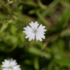 Imagine 2/2 - Floarea silenei alpestris de aproape. 