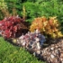 Imagine 5/11 - Heuchera micrantha în mai multe culori într-un strat mixt. 