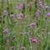 Imagine 1/9 - Verbena bonariensis Lollipop - Verbena Lollipop