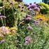 Imagine 7/17 - Verbena bonariensis plantat într-un strat de flori. 