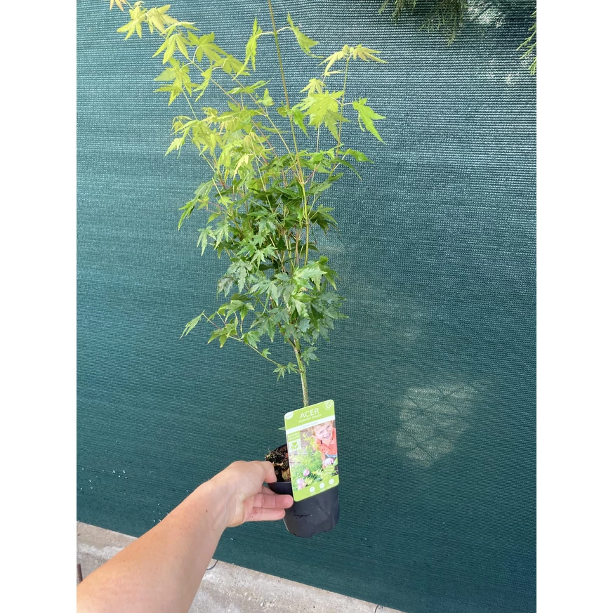 Arțarul japonez Going Green poate fi crescut într-un arbore mic sau într-un arbuști.