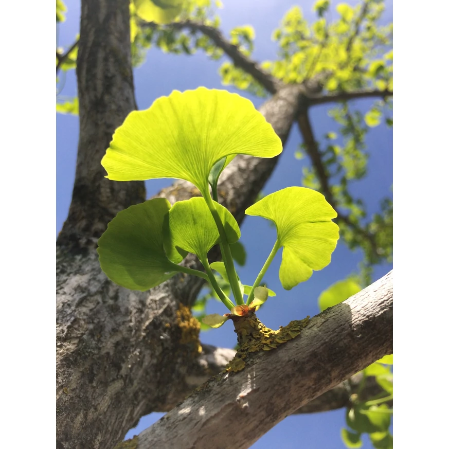 Ginkgo biloba K5 - Arborele pagodelor