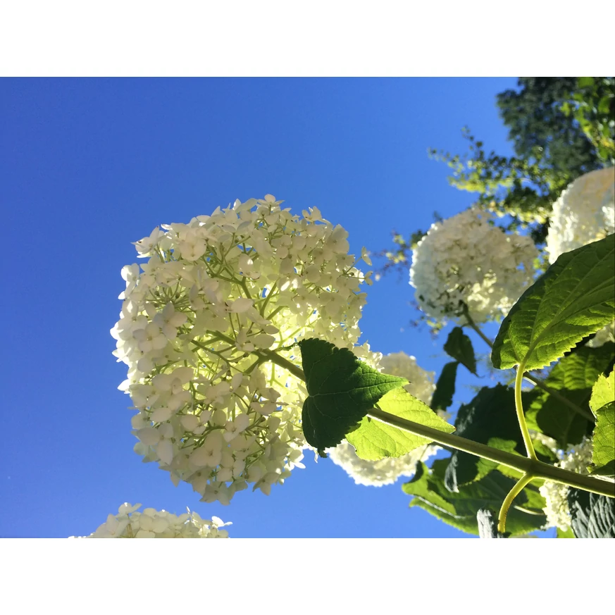 Flori sferice de Hydrangea arborescens Annabelle.
