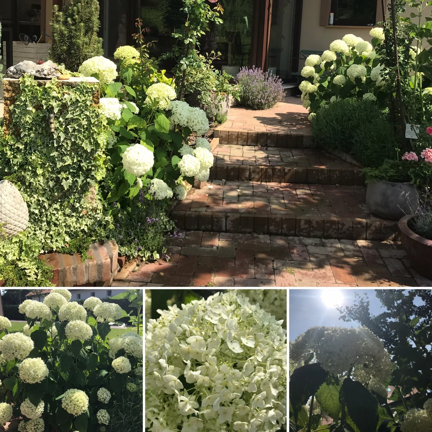 Hortensii Annabelle plantate în grădină. 