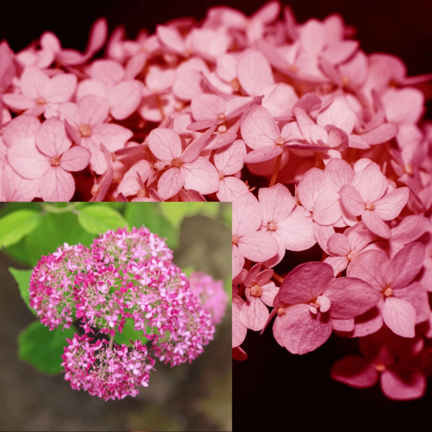 Inflorescența hortensiei Pink Annabelle de aproape. 