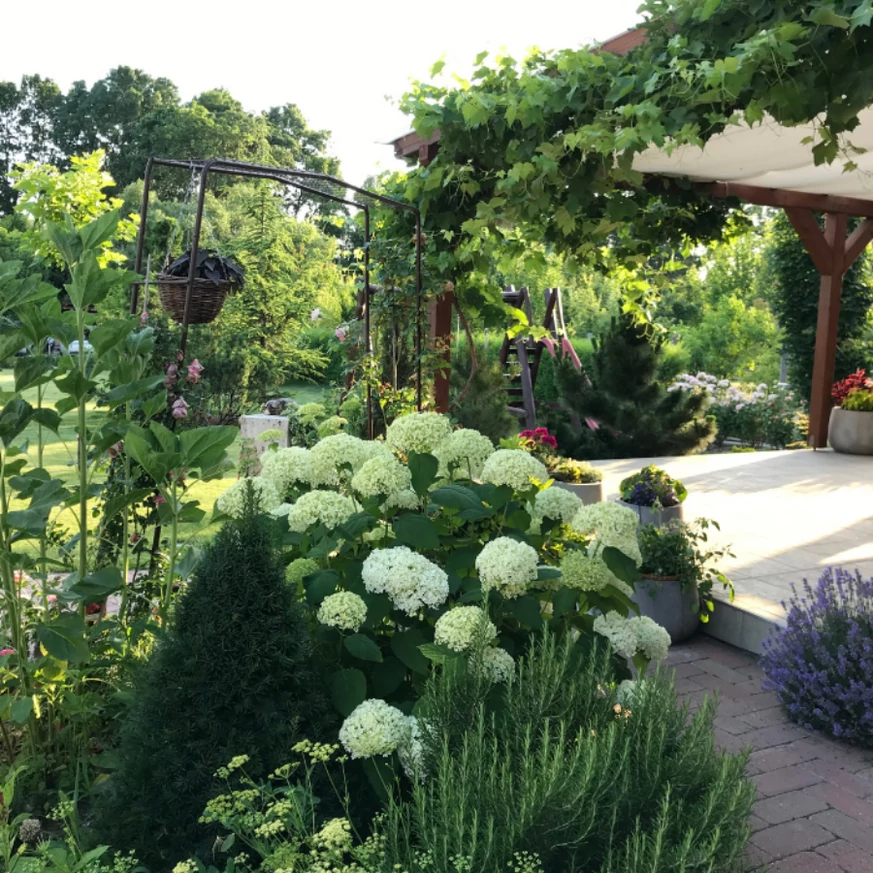 Hydrangea arborescens Strong Annabelle K2 - Hortensie arbustivă