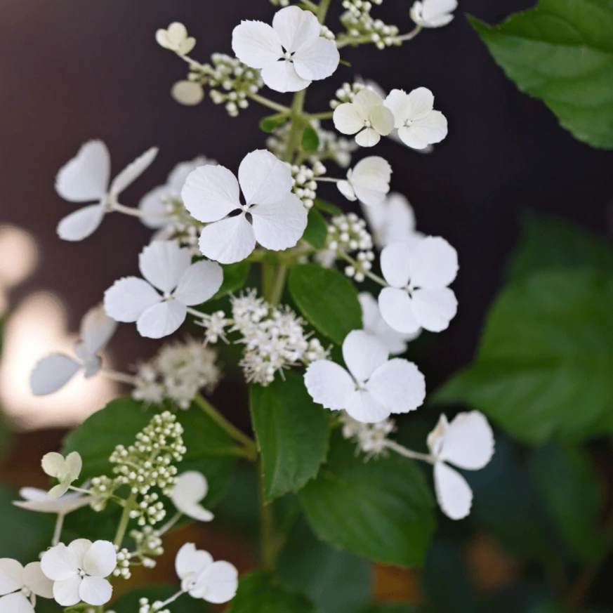 Florile minunate ale hortensiei Early sensation, de aproape.