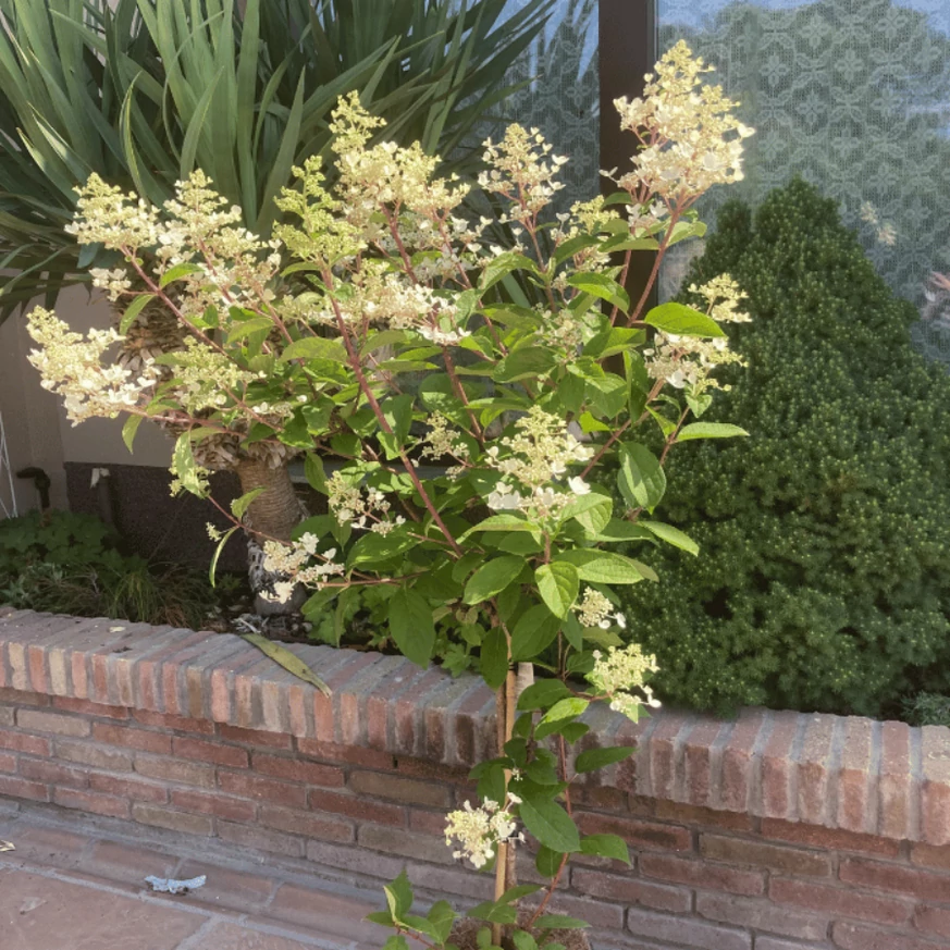 Hortensie tip pomișor Early sensation la începutul înfloririi. 