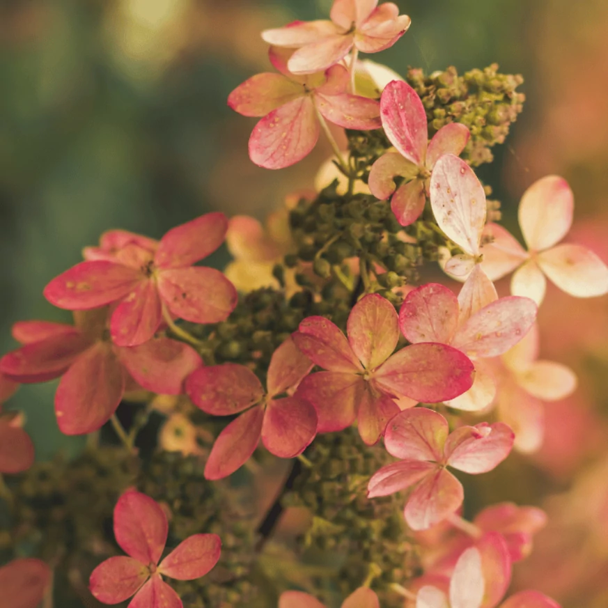 Hydrangea paniculata Early sensation