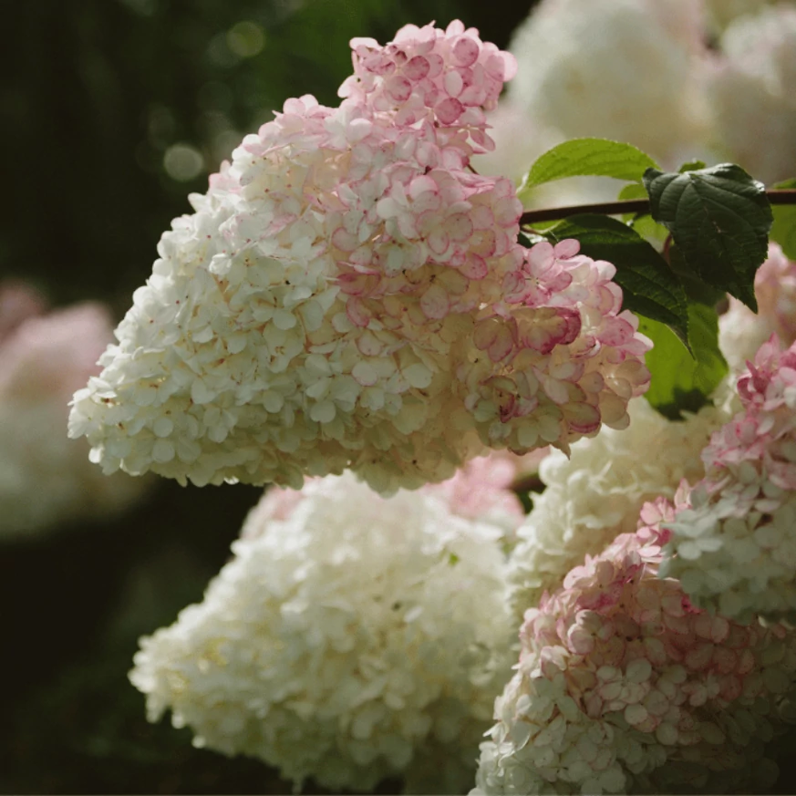 Hydrangea paniculata Fraise Melba CS9 - Hortensie paniculată