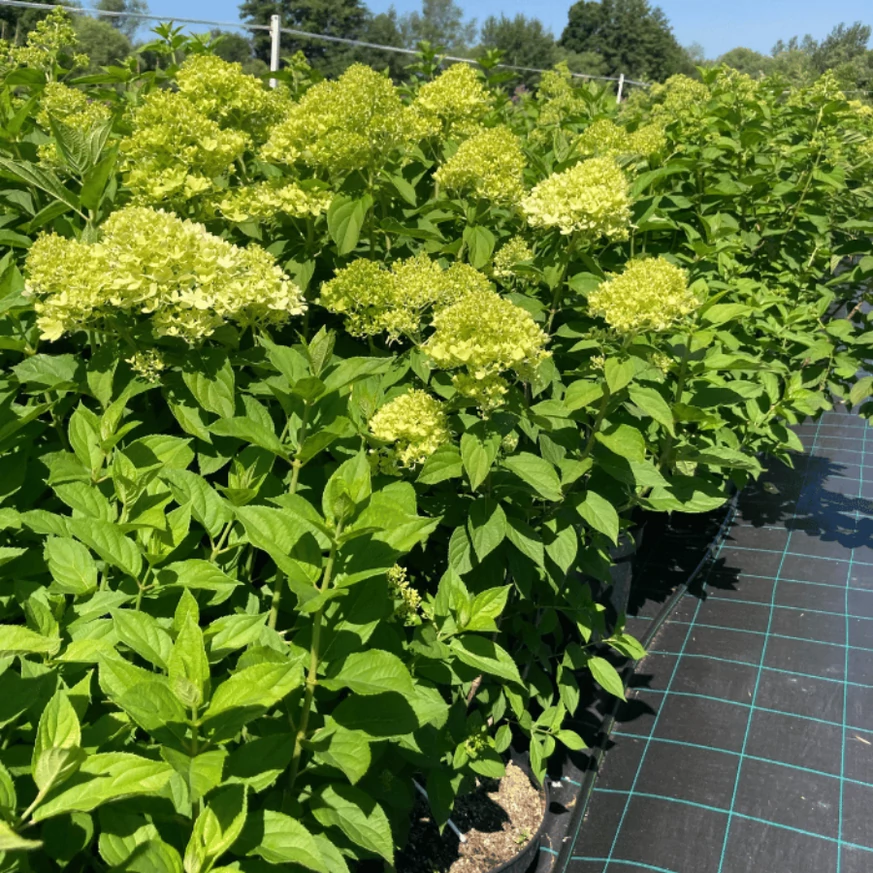 Hortensii paniculate în pepiniera noastră.