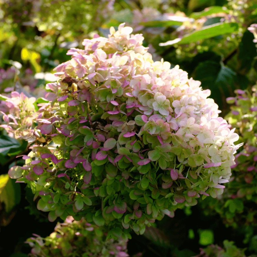 Culoarea de toamnă a florilor de Hydrangea paniculata Limelight.