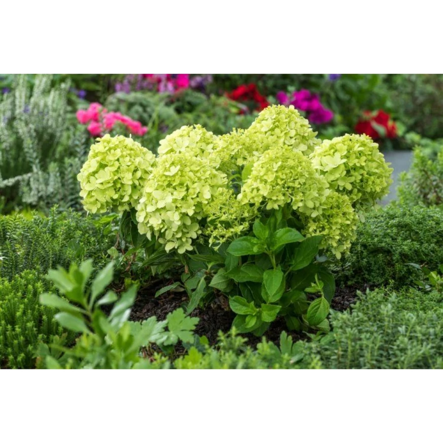Hortensia Little spooky crește într-un tufiș compact. 