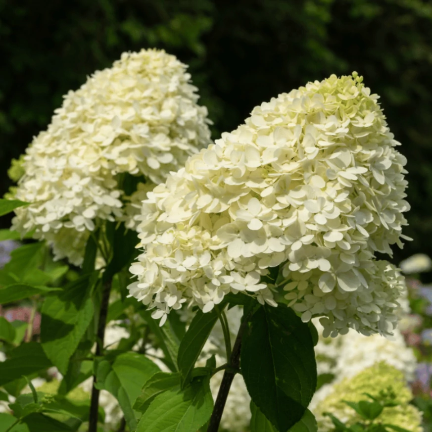 Florile hortensiei Little spooky au o culoare de alb-crem. 