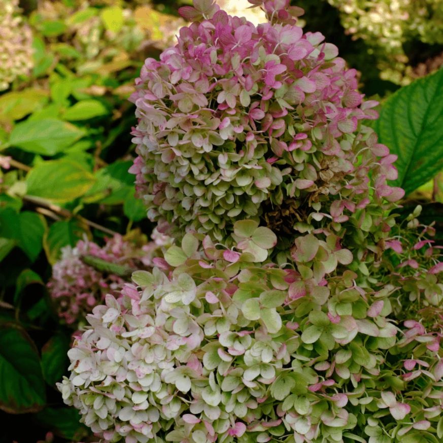 Florile de culoare roz antic ale hortensiei Phantom. 