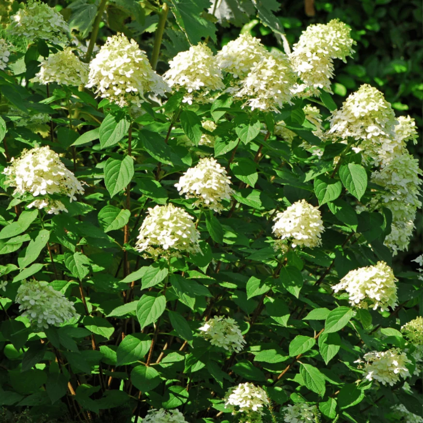 Hydrangea paniculata Phantom înflorită. 