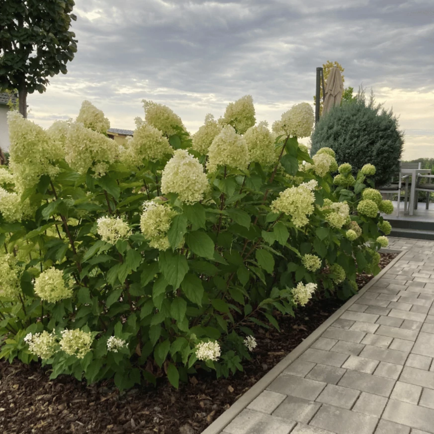 Hydrangea paniculata Phantom înflorită. 