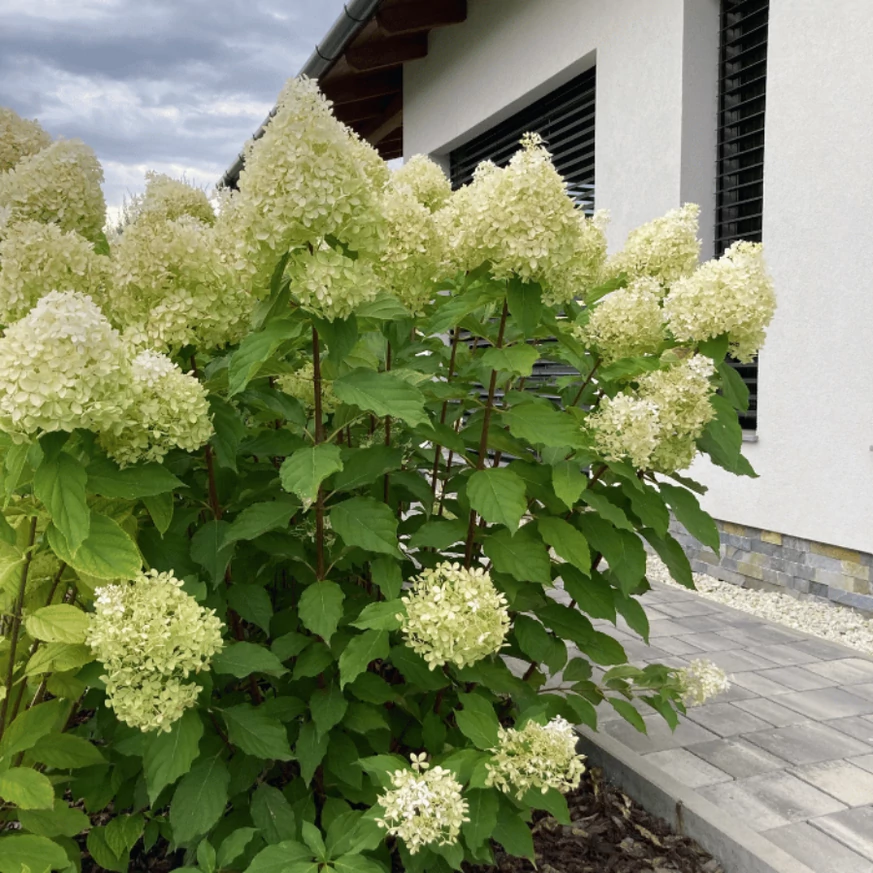 Hydrangea paniculata Phantom plantată într-un strat de flori. 