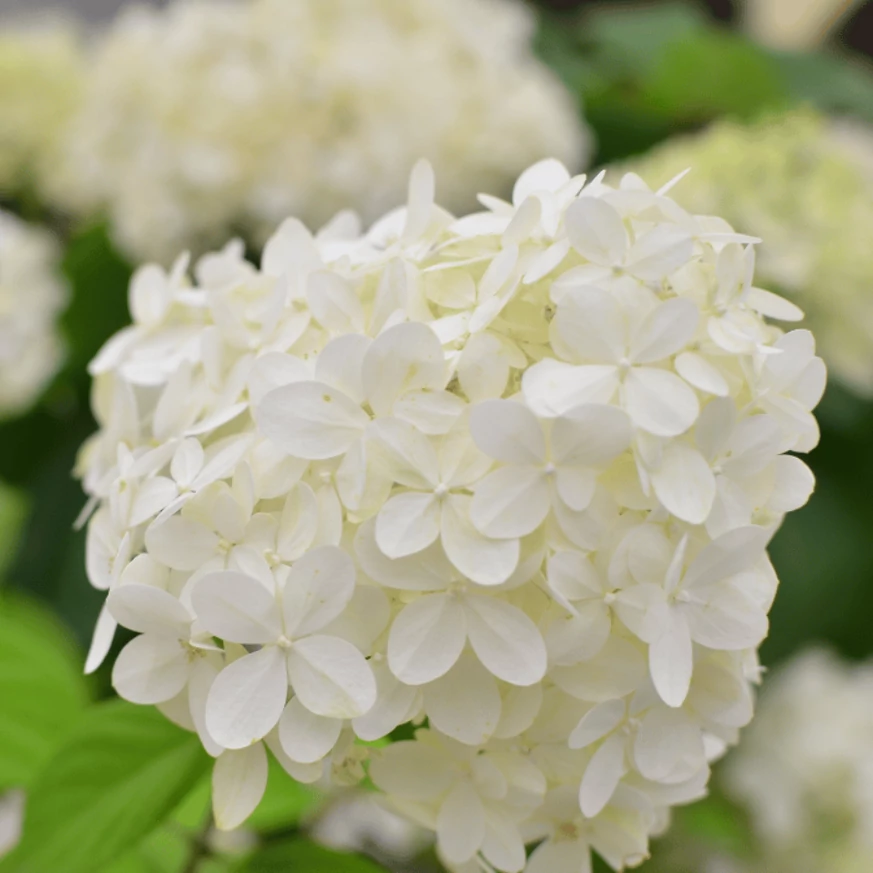 Hortensia Polar Bear are flori albe. 