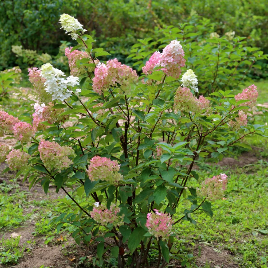 Inflorescențele hortensiei Hydrangea paniculata Sundae Fraise se schimbă de la alb la roz. 