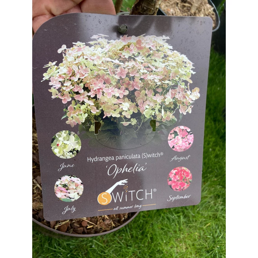 Hydrangea paniculata Switch Ophelia