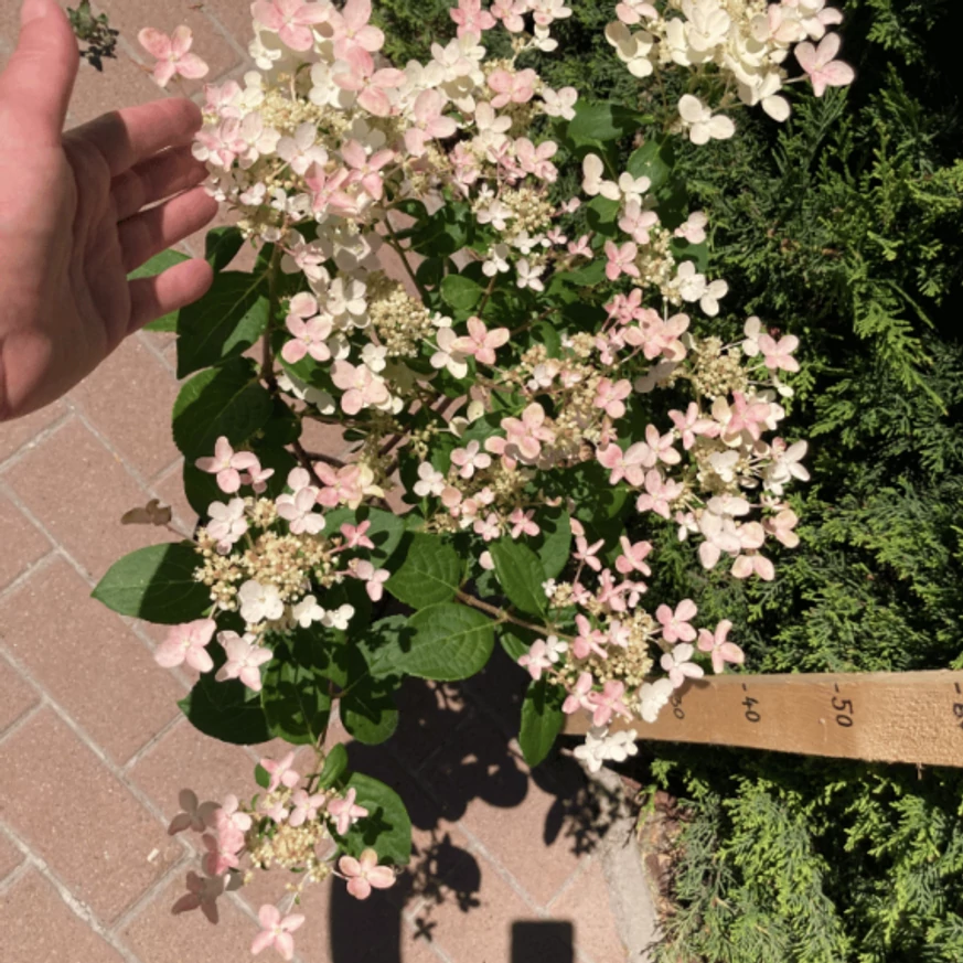 Hydrangea paniculata Switch Ophelia MT30 -  Hortensie tip pomișor