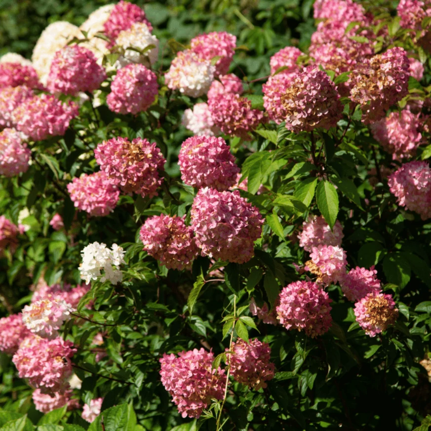 Hydrangea paniculata Vanille Fraise K3 - Hortensie paniculata