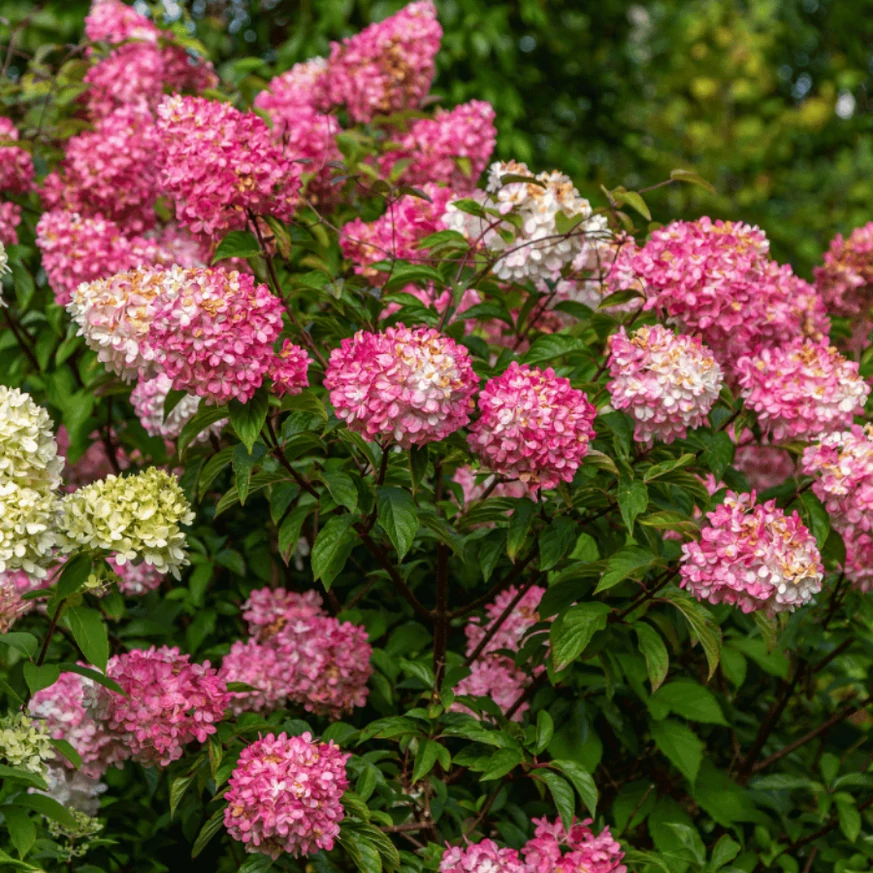Hydrangea paniculata Vanille Fraise K3 - Hortensie paniculata