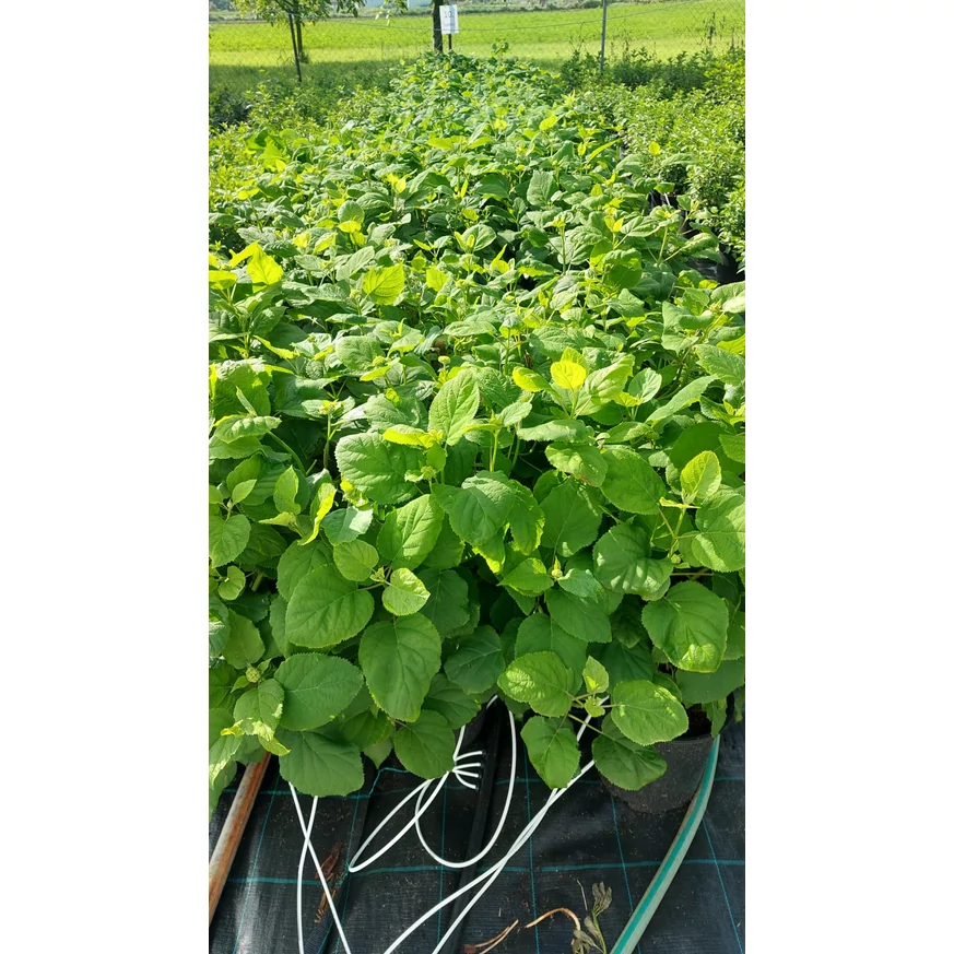 Hortensia Annabelle la sfârșitul lunii mai. 