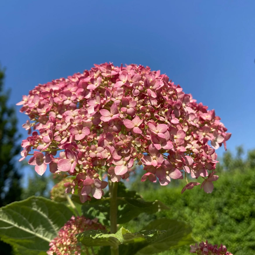 Hortensia Pink Annabelle la soare. 