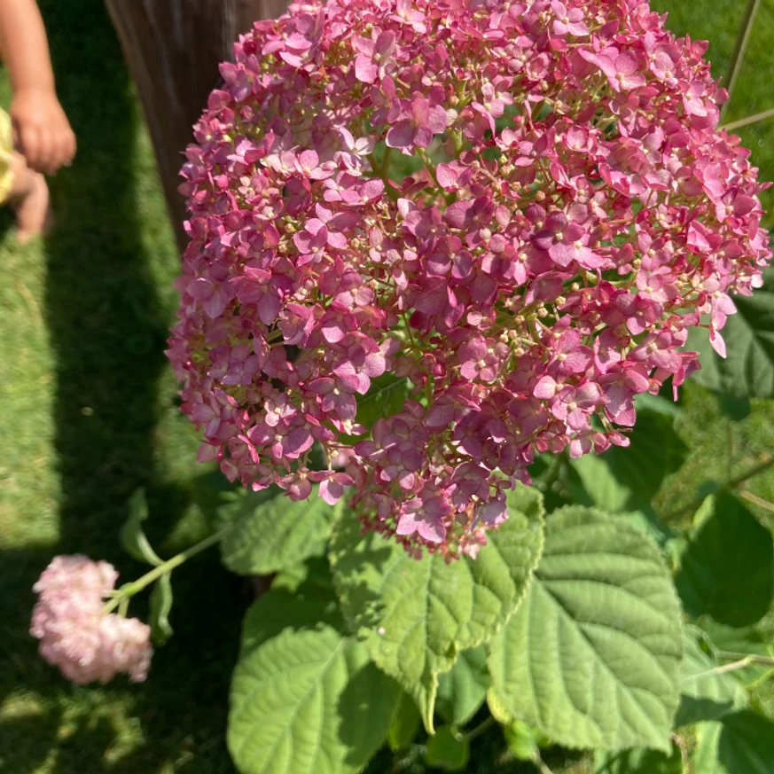 Hortensia Pink Annabelle înflorește mai abundent în fiecare an. 
