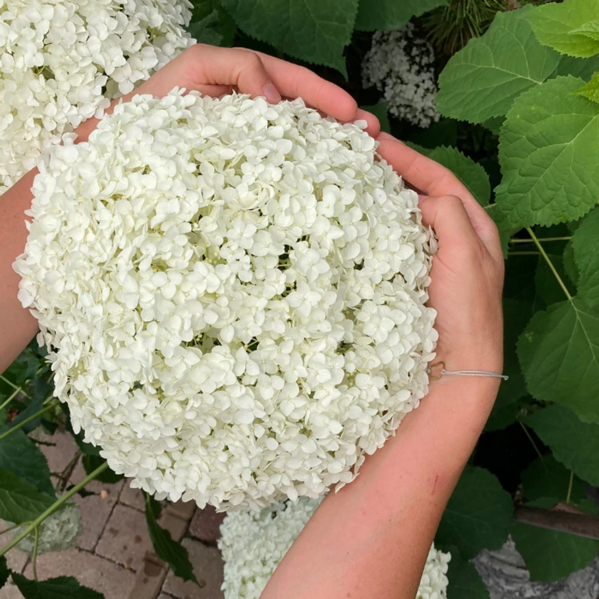 Hydrangea arborescens Strong Annabelle K2 - Hortensie arbustivă