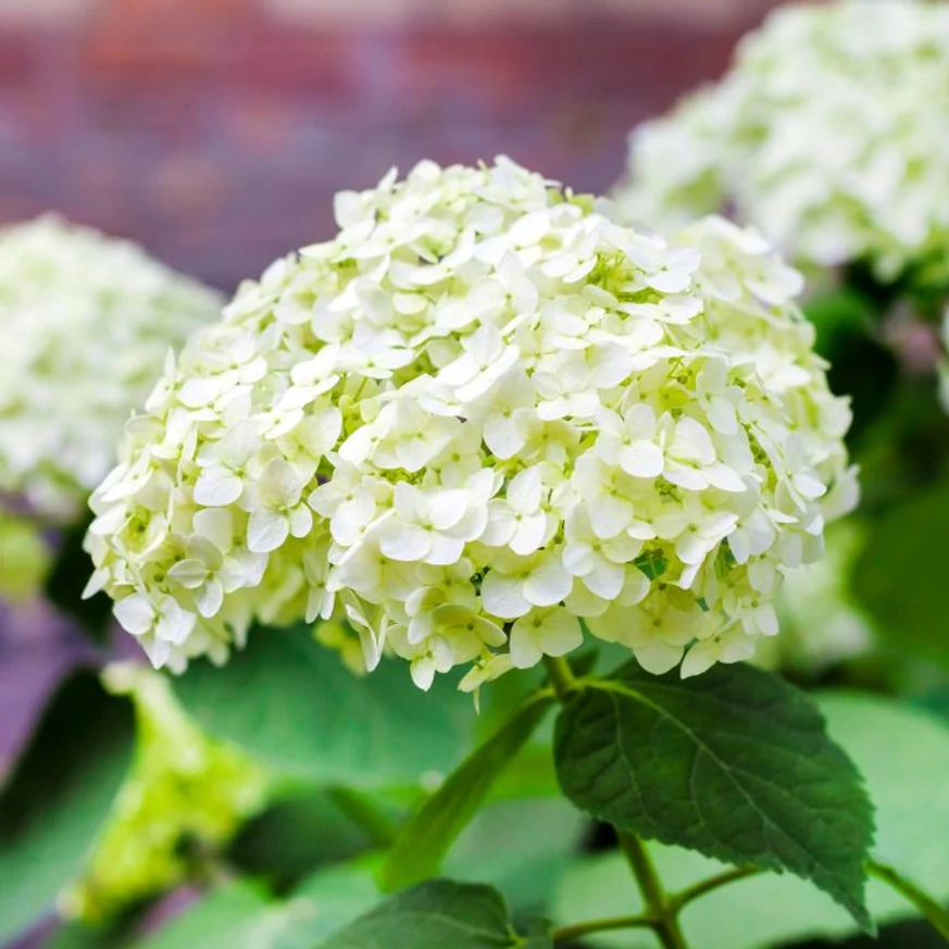 Hortensia Annabelle produce inflorescențe uriașe, globulare, la capătul lăstarilor viguroși.