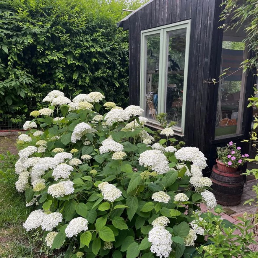 Înflorirea hortensiei Annabelle.