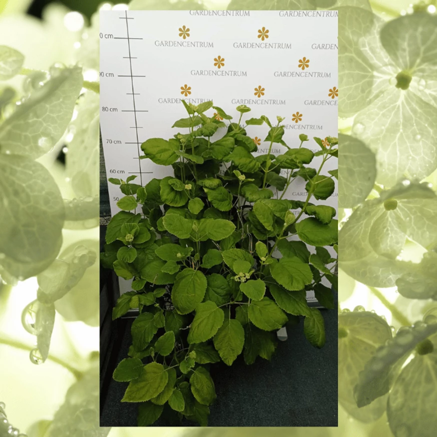 Hortensie Annabelle înmugurit, la pepiniera noastră la sfârșitul lunii mai. 