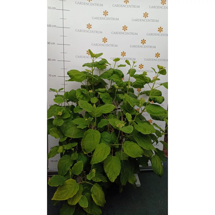Hortensia Annabelle la ghiveci la sfârșitul lunii mai. 